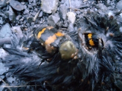 Nicrophorus tomentosus