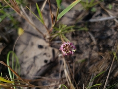 Polygalaceae