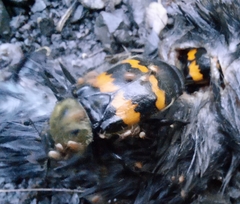 Nicrophorus tomentosus