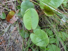 Epigaea repens