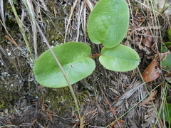 Epigaea repens
