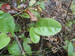 Epigaea repens