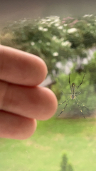 Trichonephila clavata