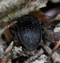 Dicaelus sculptilis