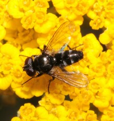 Rhinophora lepida