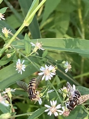 Helophilus fasciatus