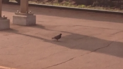 Columba livia domestica