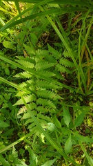 Dryopteris clintoniana