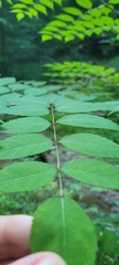 Aralia