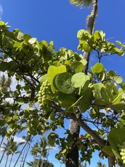 Coccoloba uvifera