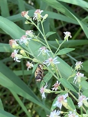 Helophilus fasciatus
