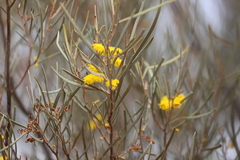 Acacia aneura