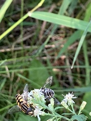 Helophilus fasciatus