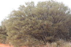 Acacia aneura