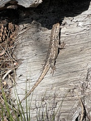 Sceloporus consobrinus