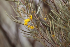 Acacia aneura