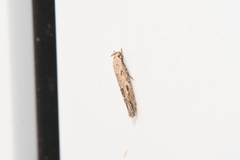 Mompha brevivittella