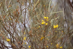 Acacia aneura