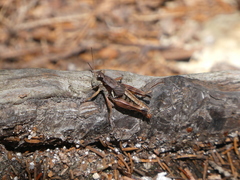 Melanoplus mancus