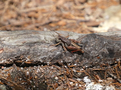 Melanoplus mancus