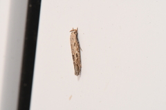 Mompha brevivittella