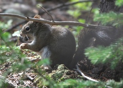 Tamiasciurus fremonti