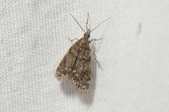 Scoparia penumbralis