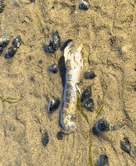 Upogebia affinis