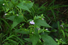 Mimulus alatus