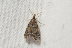 Scoparia penumbralis