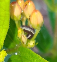 Spodoptera ornithogalli