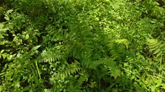 Dryopteris clintoniana