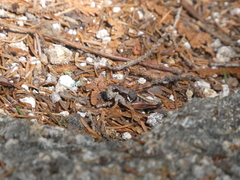 Melanoplus mancus