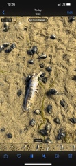 Upogebia affinis