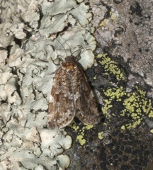 Choristoneura fumiferana