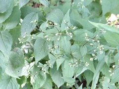 Solidago flexicaulis