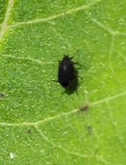Aphis