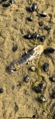 Upogebia affinis