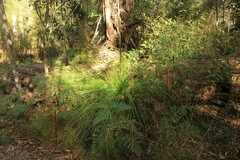 Xanthorrhoea