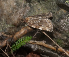 Choristoneura fumiferana