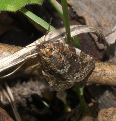 Choristoneura fumiferana