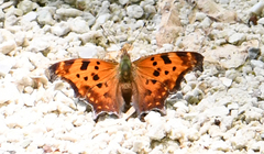 Polygonia comma