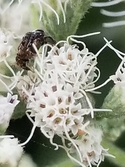 Cucujiformia