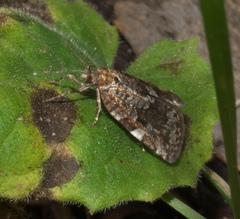 Choristoneura fumiferana