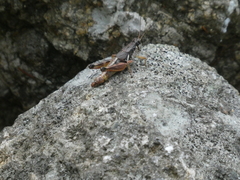 Melanoplus mancus