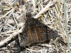 Erynnis brizo