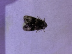 Craniophora ligustri