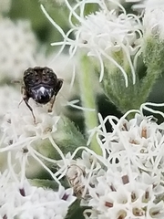 Cucujiformia