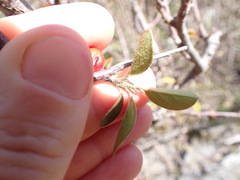 Cotoneaster
