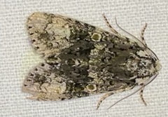 Craniophora ligustri